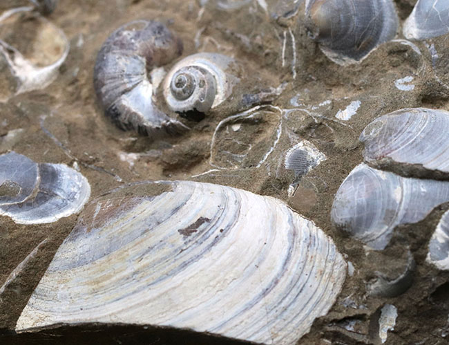 古代の砂浜を切り取ったかのような、国産の二枚貝の群集化石(その2)