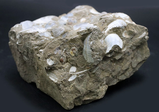 古代の砂浜を切り取ったかのような、国産の二枚貝の群集化石(その3)