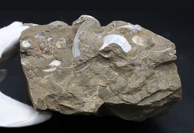 古代の砂浜を切り取ったかのような、国産の二枚貝の群集化石(その4)