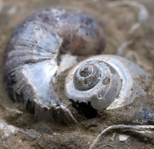 古代の砂浜を切り取ったかのような、国産の二枚貝の群集化石(その5)