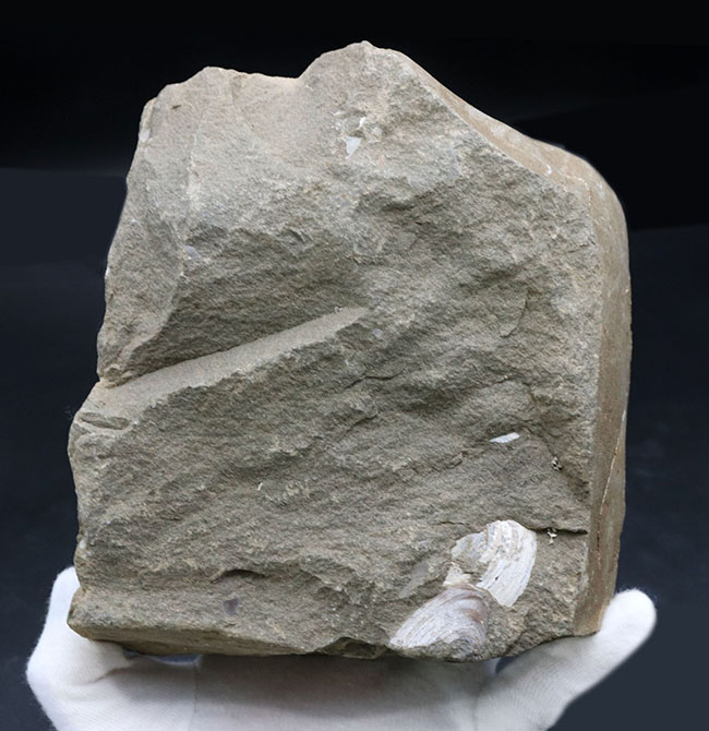 古代の砂浜を切り取ったかのような、国産の二枚貝の群集化石(その6)