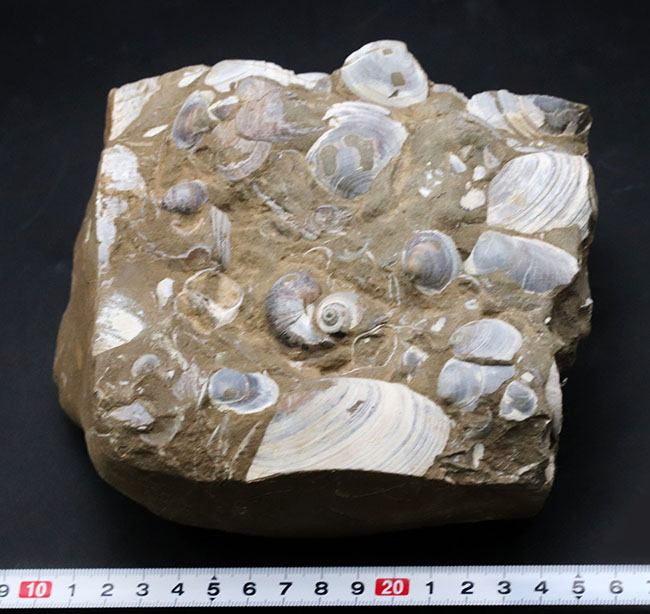 古代の砂浜を切り取ったかのような、国産の二枚貝の群集化石(その7)
