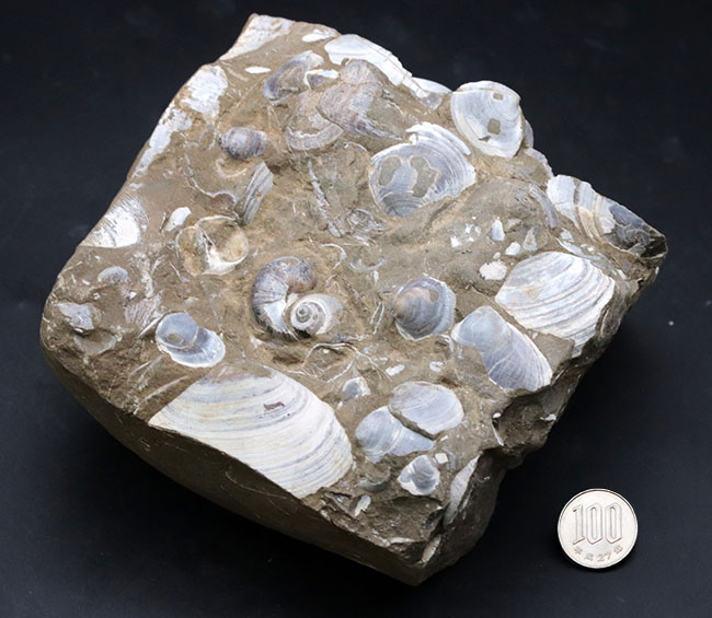 古代の砂浜を切り取ったかのような、国産の二枚貝の群集化石（その8）