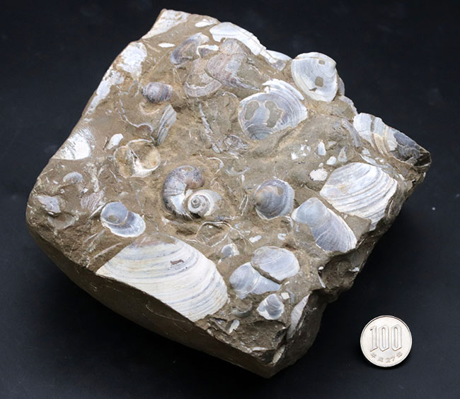古代の砂浜を切り取ったかのような、国産の二枚貝の群集化石(その8)