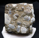 古代の砂浜を切り取ったかのような、国産の二枚貝の群集化石