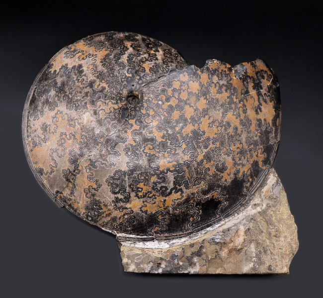 巨大円盤登場！希少なメキシコ産のアンモナイト、プラセンチセラス（Placenticeras）の化石。希少なオールドコレクション（その1）