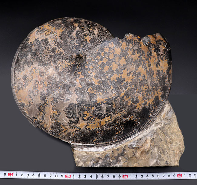 巨大円盤登場！希少なメキシコ産のアンモナイト、プラセンチセラス（Placenticeras）の化石。希少なオールドコレクション（その10）