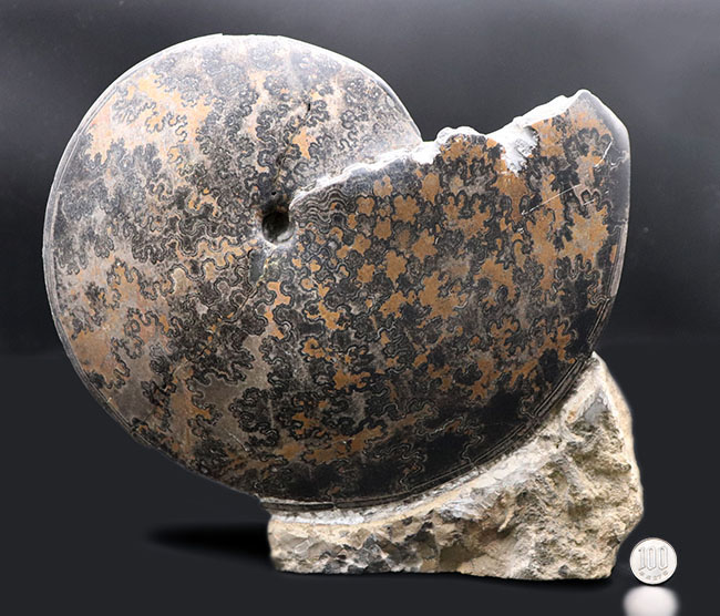 巨大円盤登場！希少なメキシコ産のアンモナイト、プラセンチセラス（Placenticeras）の化石。希少なオールドコレクション（その14）