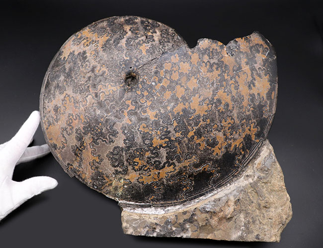 巨大円盤登場！希少なメキシコ産のアンモナイト、プラセンチセラス（Placenticeras）の化石。希少なオールドコレクション（その3）