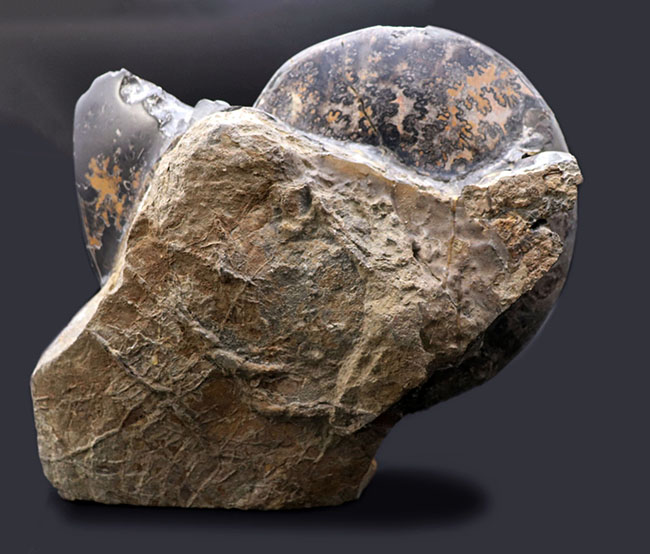 巨大円盤登場！希少なメキシコ産のアンモナイト、プラセンチセラス（Placenticeras）の化石。希少なオールドコレクション（その6）