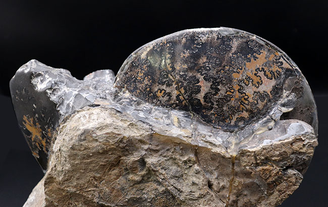 巨大円盤登場！希少なメキシコ産のアンモナイト、プラセンチセラス（Placenticeras）の化石。希少なオールドコレクション（その9）
