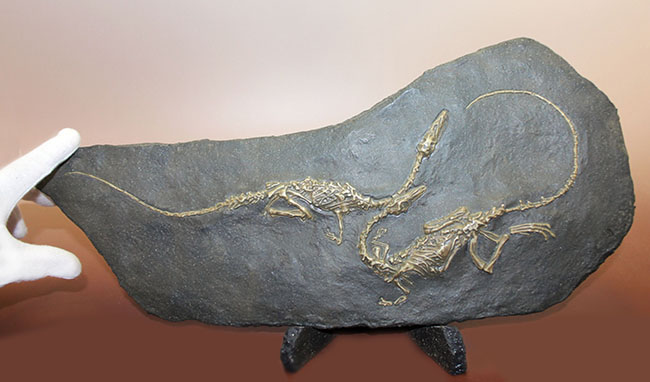 ごく初期の恐竜、コエロフィシスの化石のレプリカ（専用スタンド付き）。一点限り。（その1）