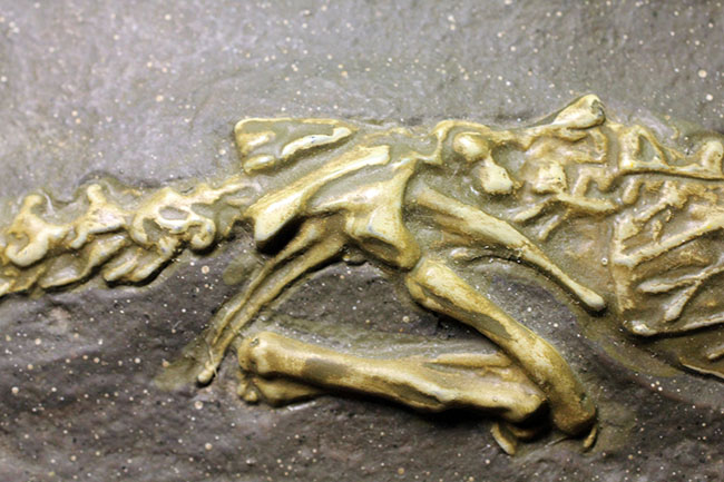 ごく初期の恐竜、コエロフィシスの化石のレプリカ（専用スタンド付き）。一点限り。（その10）