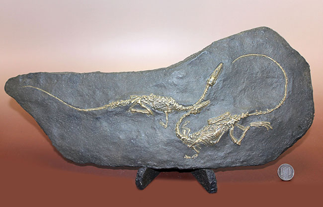 ごく初期の恐竜、コエロフィシスの化石のレプリカ（専用スタンド付き）。一点限り。（その12）