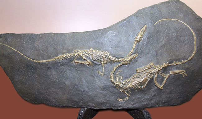 ごく初期の恐竜、コエロフィシスの化石のレプリカ（専用スタンド付き）。一点限り。（その2）