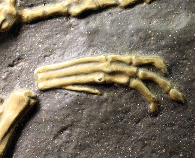 ごく初期の恐竜、コエロフィシスの化石のレプリカ（専用スタンド付き）。一点限り。（その4）