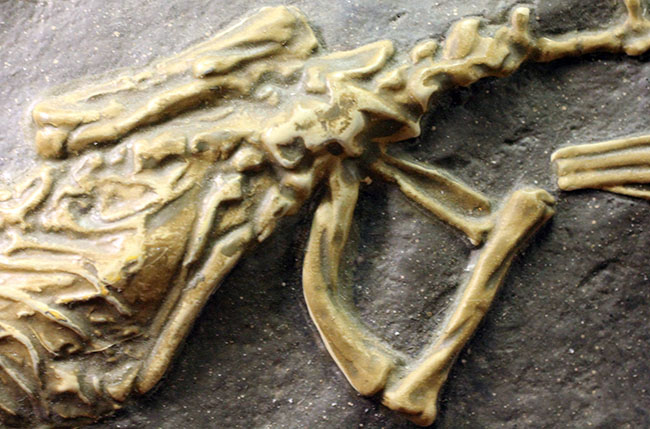 ごく初期の恐竜、コエロフィシスの化石のレプリカ（専用スタンド付き）。一点限り。（その5）