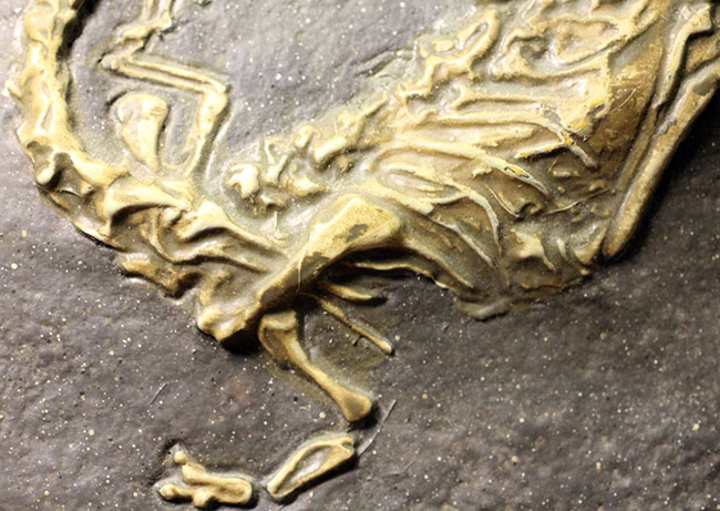 ごく初期の恐竜、コエロフィシスの化石のレプリカ（専用スタンド付き）。一点限り。（その6）