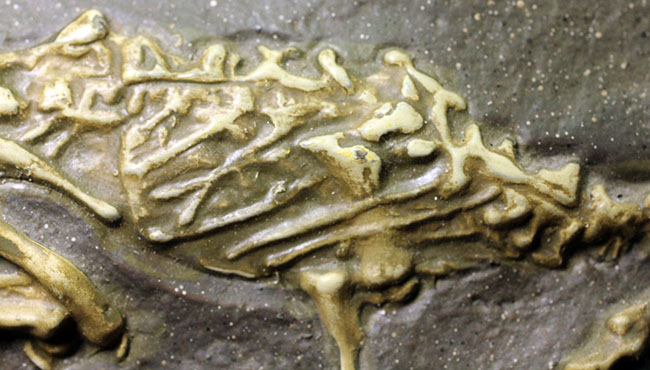 ごく初期の恐竜、コエロフィシスの化石のレプリカ（専用スタンド付き）。一点限り。（その9）