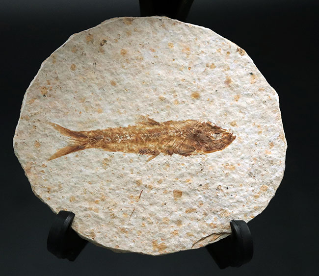 米国ワイオミング州の公式の化石の一つ、およそ５０００万年前に棲息していたぜ絶滅古代魚、ナイティア（Knightia）の化石（その1）