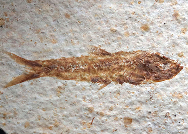 米国ワイオミング州の公式の化石の一つ、およそ５０００万年前に棲息していたぜ絶滅古代魚、ナイティア（Knightia）の化石（その2）
