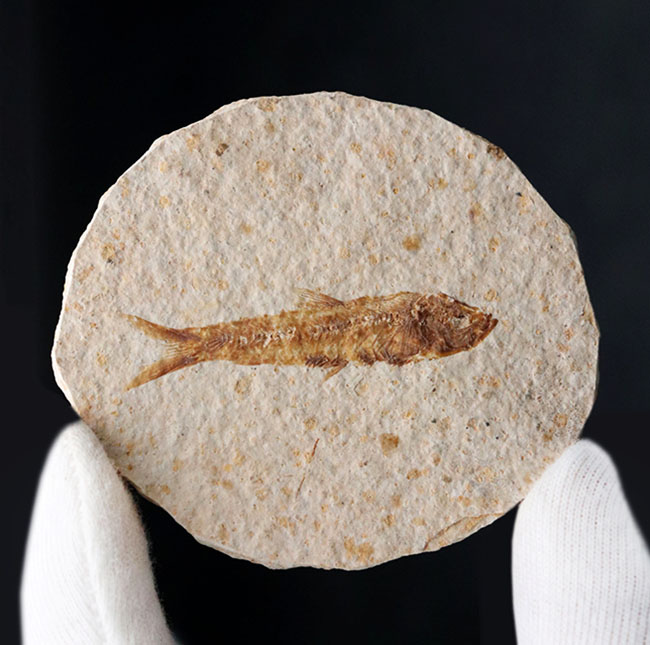 米国ワイオミング州の公式の化石の一つ、およそ５０００万年前に棲息していたぜ絶滅古代魚、ナイティア（Knightia）の化石（その3）
