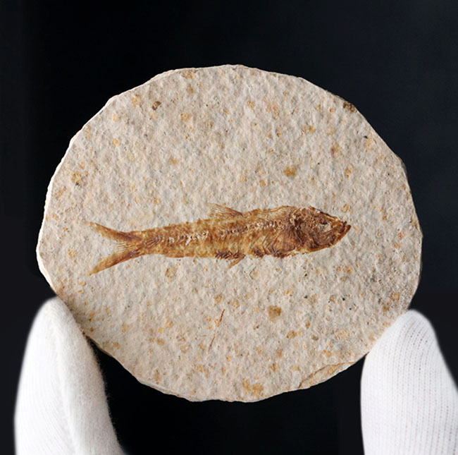 米国ワイオミング州の公式の化石の一つ、およそ５０００万年前に棲息し