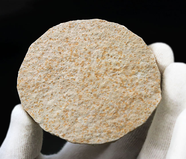 米国ワイオミング州の公式の化石の一つ、およそ５０００万年前に棲息していたぜ絶滅古代魚、ナイティア（Knightia）の化石（その5）