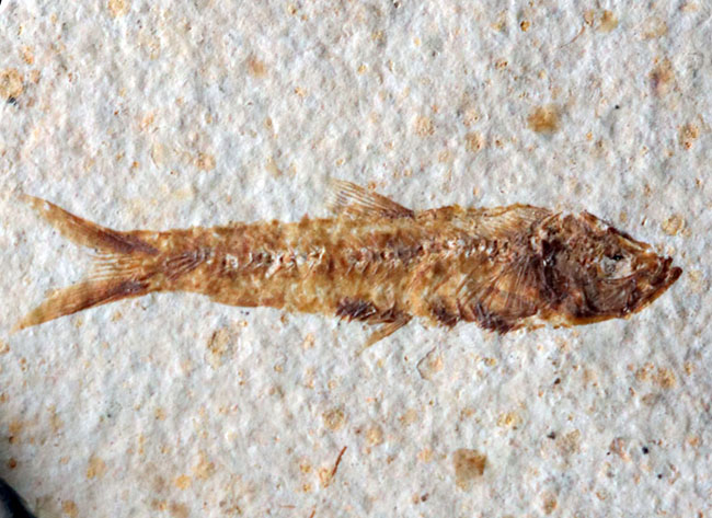 米国ワイオミング州の公式の化石の一つ、およそ５０００万年前に棲息していたぜ絶滅古代魚、ナイティア（Knightia）の化石（その6）