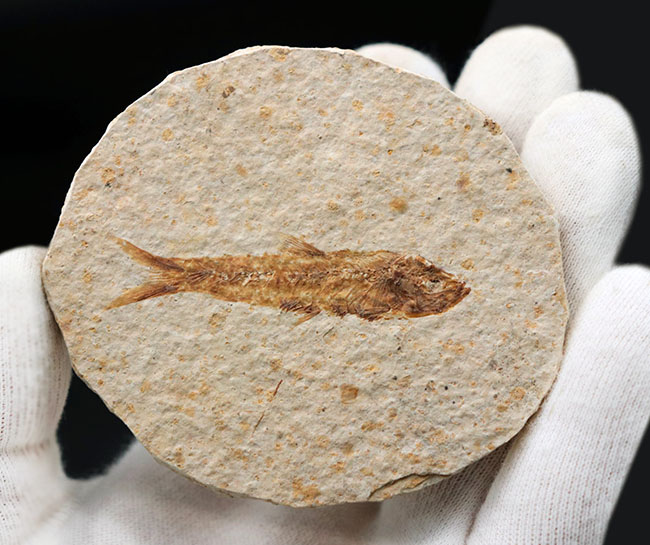 米国ワイオミング州の公式の化石の一つ、およそ５０００万年前に棲息していたぜ絶滅古代魚、ナイティア（Knightia）の化石（その7）