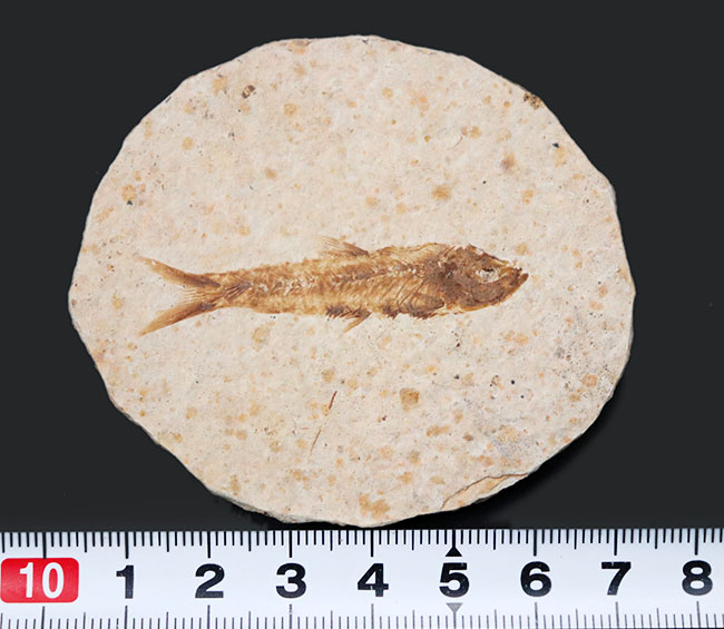 米国ワイオミング州の公式の化石の一つ、およそ５０００万年前に棲息していたぜ絶滅古代魚、ナイティア（Knightia）の化石（その8）