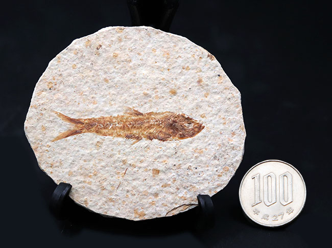 米国ワイオミング州の公式の化石の一つ、およそ５０００万年前に棲息していたぜ絶滅古代魚、ナイティア（Knightia）の化石（その9）