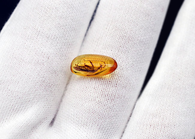 肉眼で見えるほど大きな細菌を発見