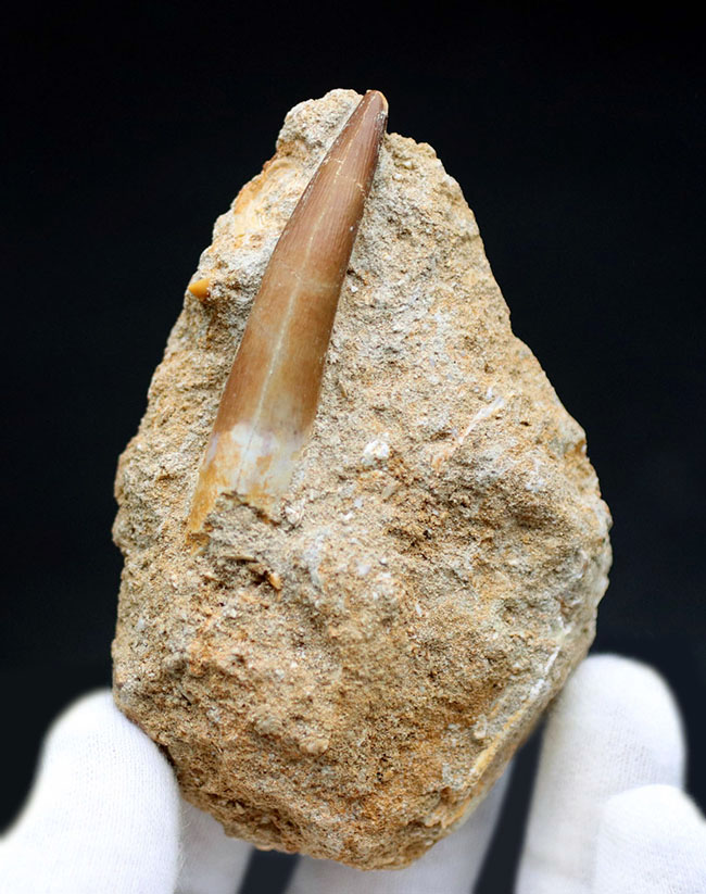 抜群の保存状態!乱杭歯で知られる、首長竜、エラスモサウルス(Elasmosaurus sp.)の歯化石。母岩付き(その2)
