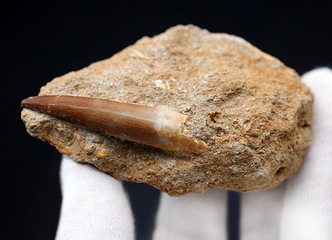 抜群の保存状態!乱杭歯で知られる、首長竜、エラスモサウルス(Elasmosaurus sp.)の歯化石。母岩付き(その3)