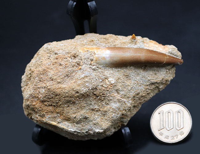 抜群の保存状態!乱杭歯で知られる、首長竜、エラスモサウルス(Elasmosaurus sp.)の歯化石。母岩付き(その8)