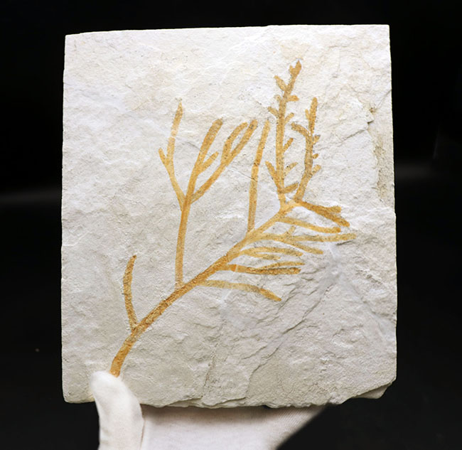 ドイツ・ゾルンホーフェン産の化石としては極めて貴重、めったに出回らない大サイズの針葉樹、ブラキフィルム（Brachyphyllum）の枝まるごと一つの化石（その1）