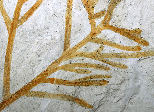 ドイツ・ゾルンホーフェン産の化石としては極めて貴重、めったに出回らない大サイズの針葉樹、ブラキフィルム（Brachyphyllum）の枝まるごと一つの化石（その10）