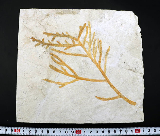 ドイツ・ゾルンホーフェン産の化石としては極めて貴重、めったに出回らない大サイズの針葉樹、ブラキフィルム（Brachyphyllum）の枝まるごと一つの化石（その11）
