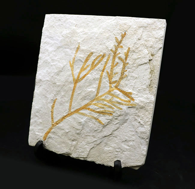 ドイツ・ゾルンホーフェン産の化石としては極めて貴重、めったに出回らない大サイズの針葉樹、ブラキフィルム（Brachyphyllum）の枝まるごと一つの化石（その2）