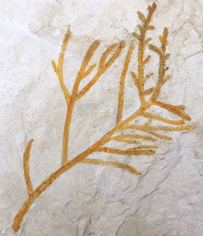 ドイツ・ゾルンホーフェン産の化石としては極めて貴重、めったに出回らない大サイズの針葉樹、ブラキフィルム（Brachyphyllum）の枝まるごと一つの化石（その3）
