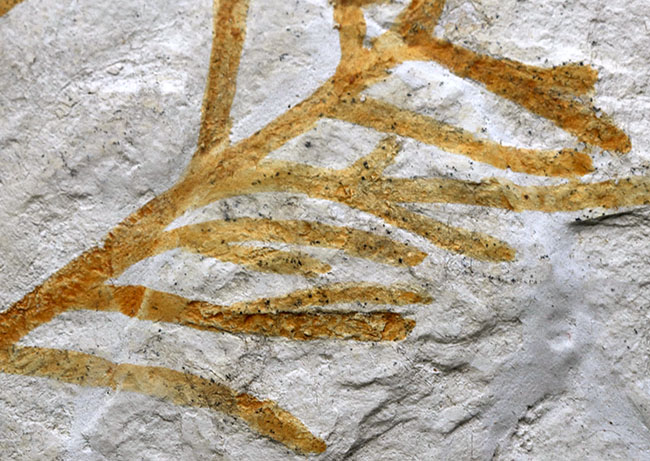 ドイツ・ゾルンホーフェン産の化石としては極めて貴重、めったに出回らない大サイズの針葉樹、ブラキフィルム（Brachyphyllum）の枝まるごと一つの化石（その5）