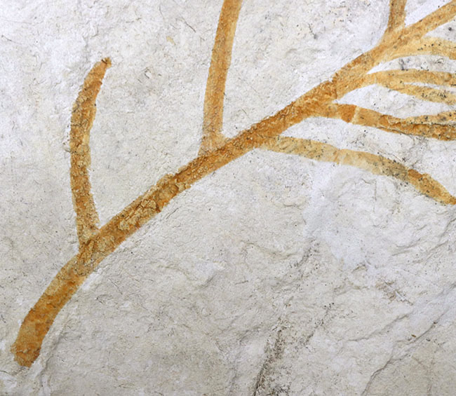 ドイツ・ゾルンホーフェン産の化石としては極めて貴重、めったに出回らない大サイズの針葉樹、ブラキフィルム（Brachyphyllum）の枝まるごと一つの化石（その6）