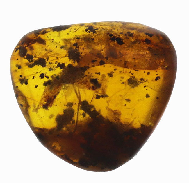 およそ３０００万年前の植物片を閉じ込めたドミニカ産琥珀（Amber）（その1）
