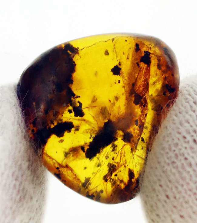 およそ3000万年前の植物片を内包したドミニカ産琥珀(Amber)(その2)