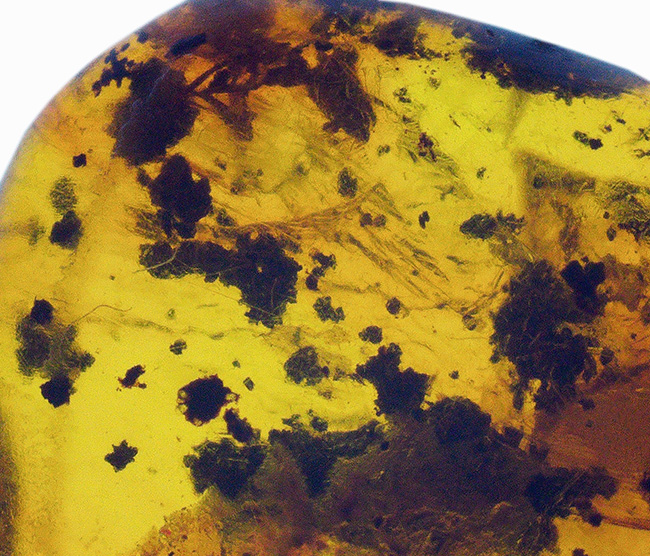 およそ3000万年前の植物片を内包したドミニカ産琥珀(Amber)(その3)