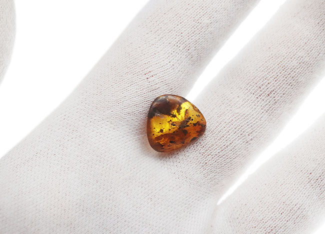 およそ3000万年前の植物片を内包したドミニカ産琥珀(Amber)(その4)