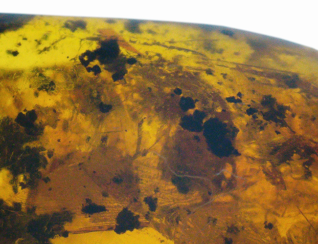 およそ3000万年前の植物片を内包したドミニカ産琥珀(Amber)(その5)