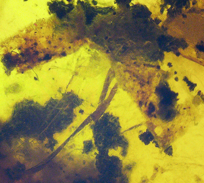 およそ3000万年前の植物片を内包したドミニカ産琥珀(Amber)(その6)
