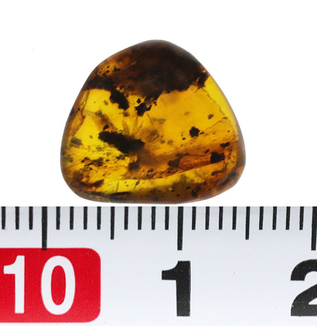 およそ3000万年前の植物片を内包したドミニカ産琥珀(Amber)(その7)